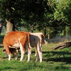 zwischen den alten Birnbäumen am Schleusenkanal 