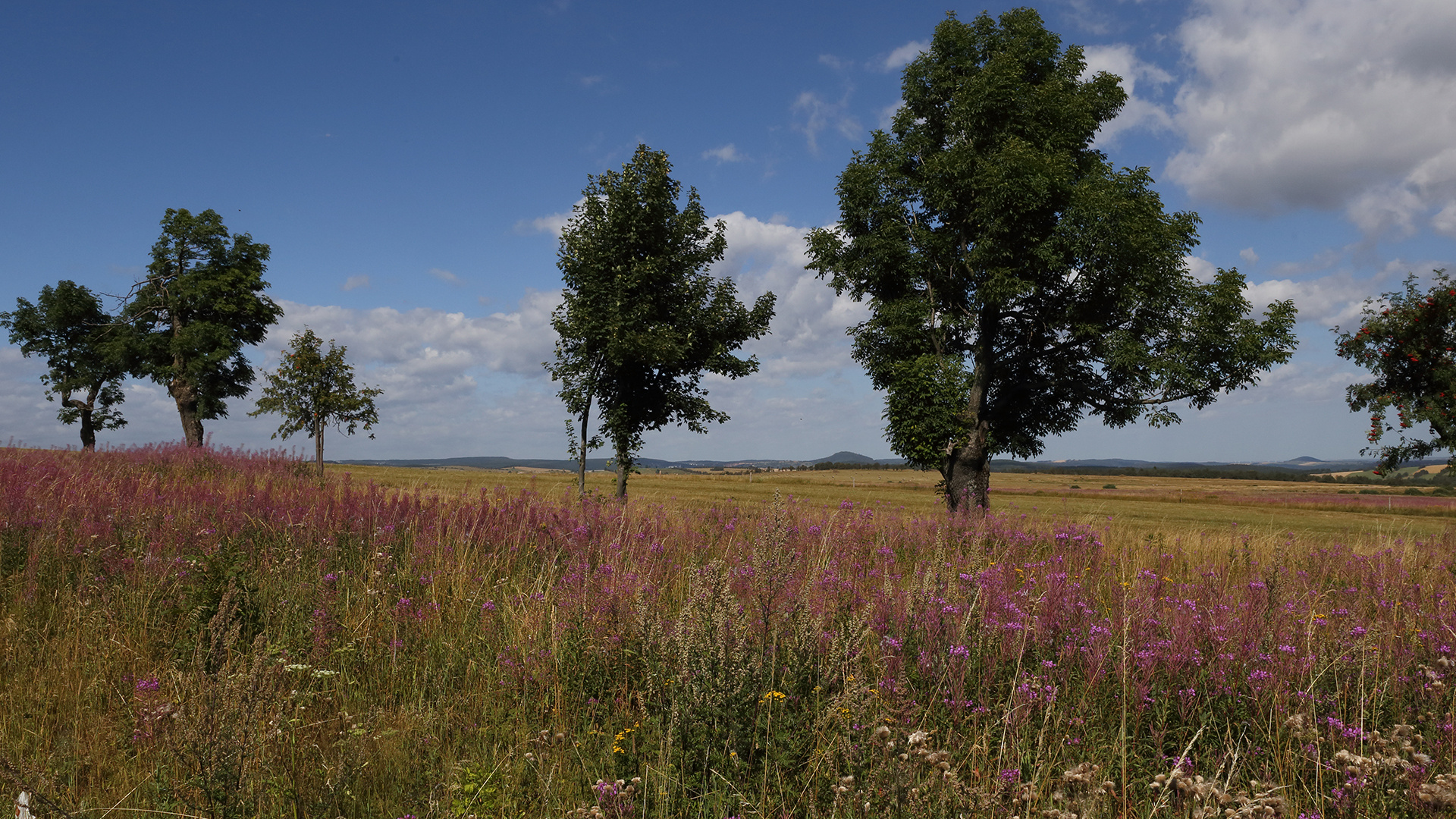 Zwischen den Bäumen am Horizont ist Sachsen ...