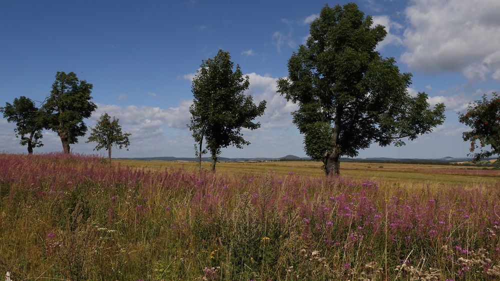 Zwischen den Bäumen am Horizont ist Sachsen ...