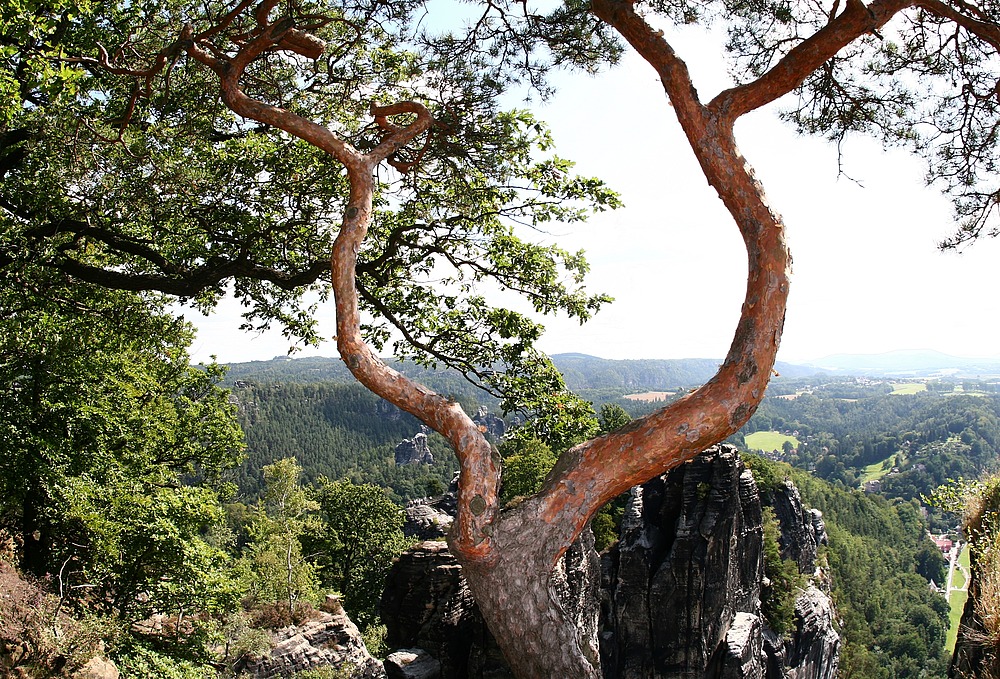 Zwischen den Baumstämmen