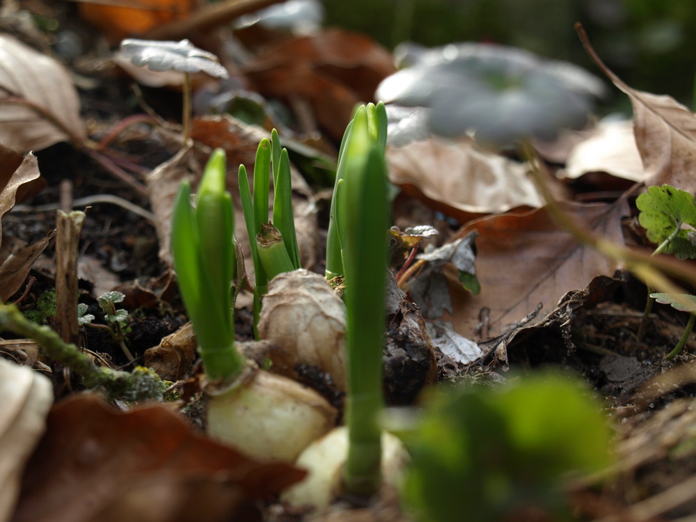 Zwischen den Blättern