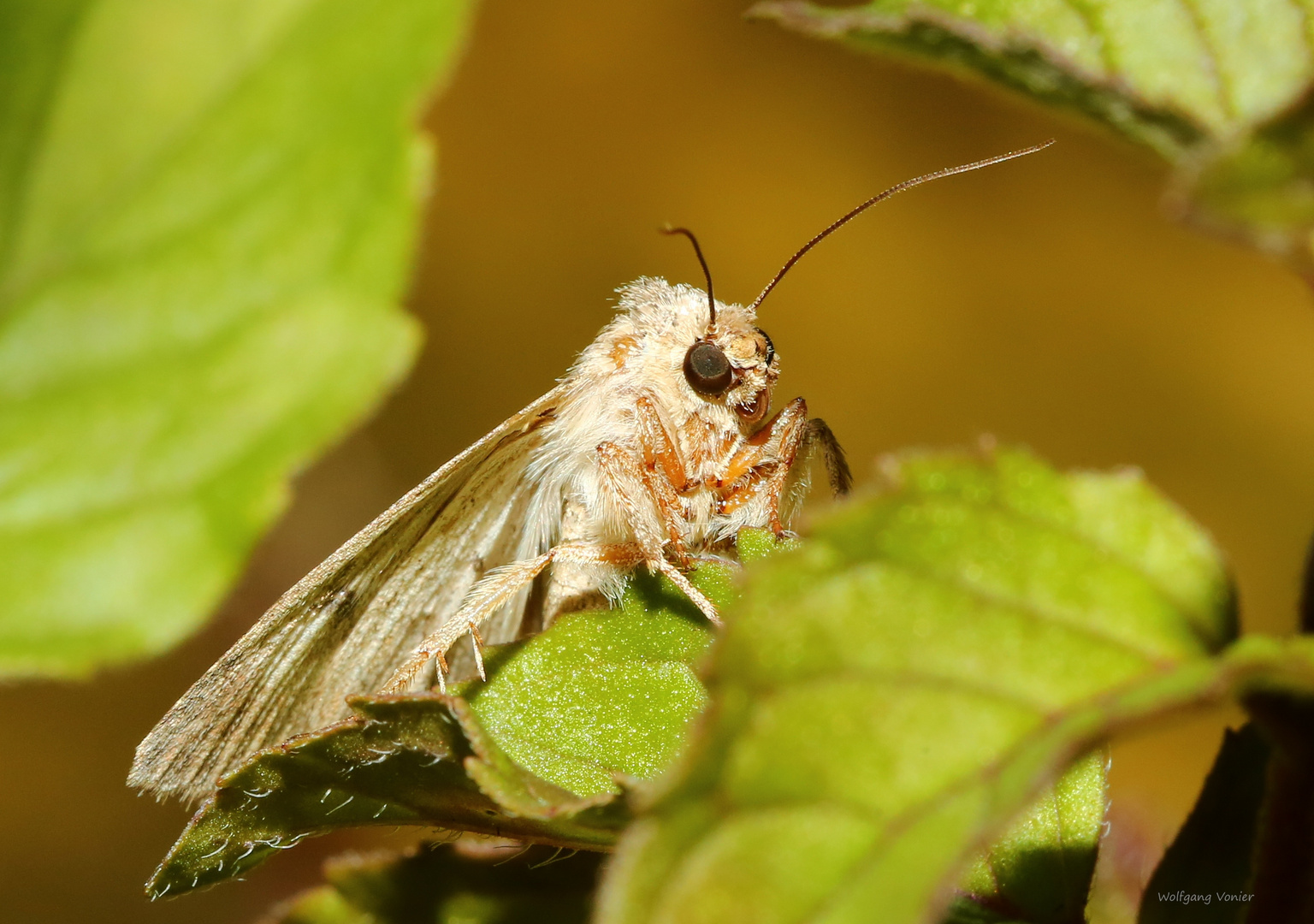 Zwischen den Blättern