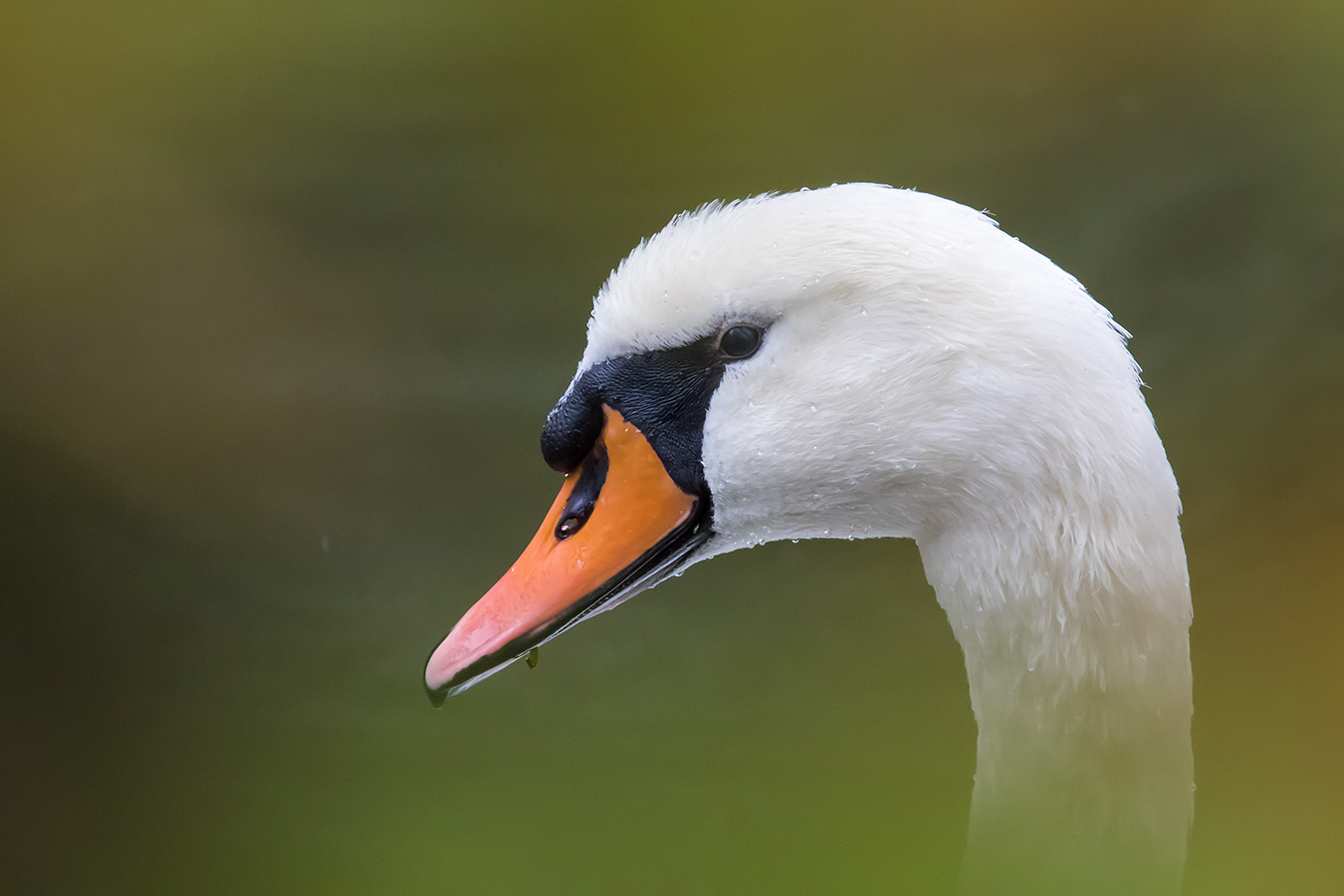 Zwischen den Blättern