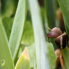 zwischen den blättern