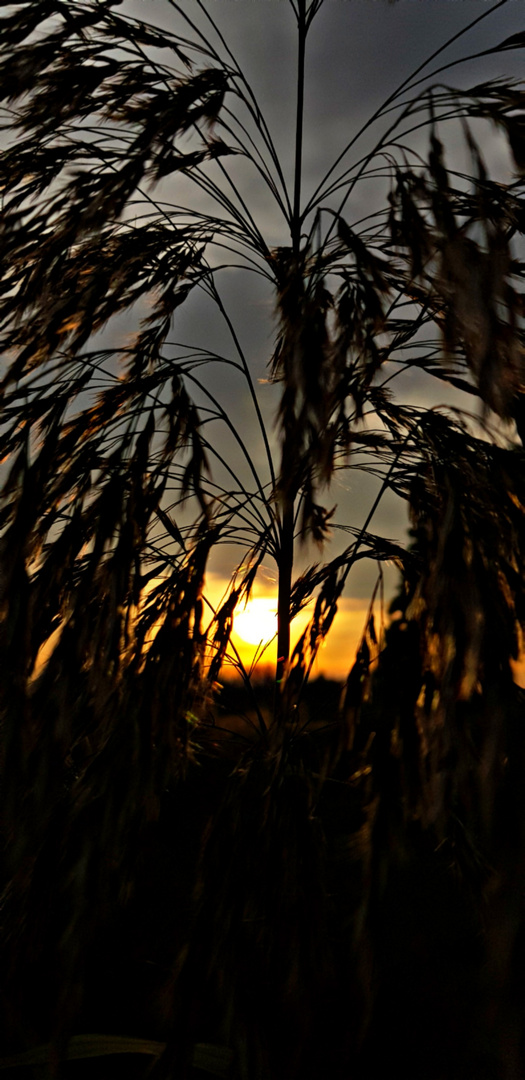 "Zwischen den Blättern"