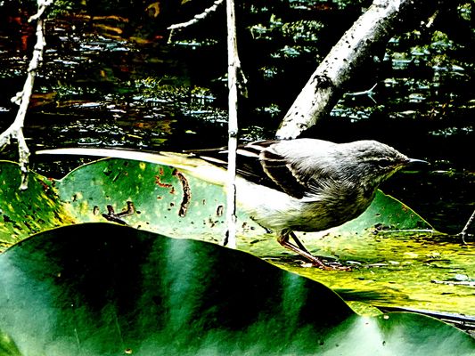 zwischen den Blättern gelandet