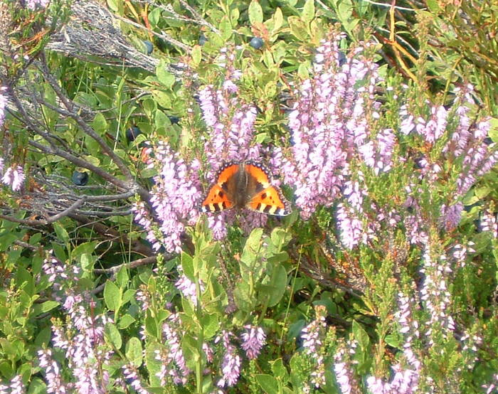 zwischen den Blaubeeren