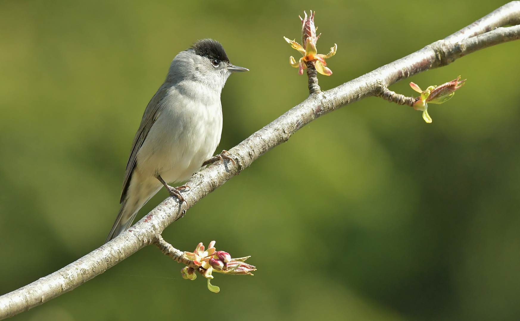 Zwischen den blühenden Knospen