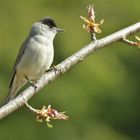 Zwischen den blühenden Knospen