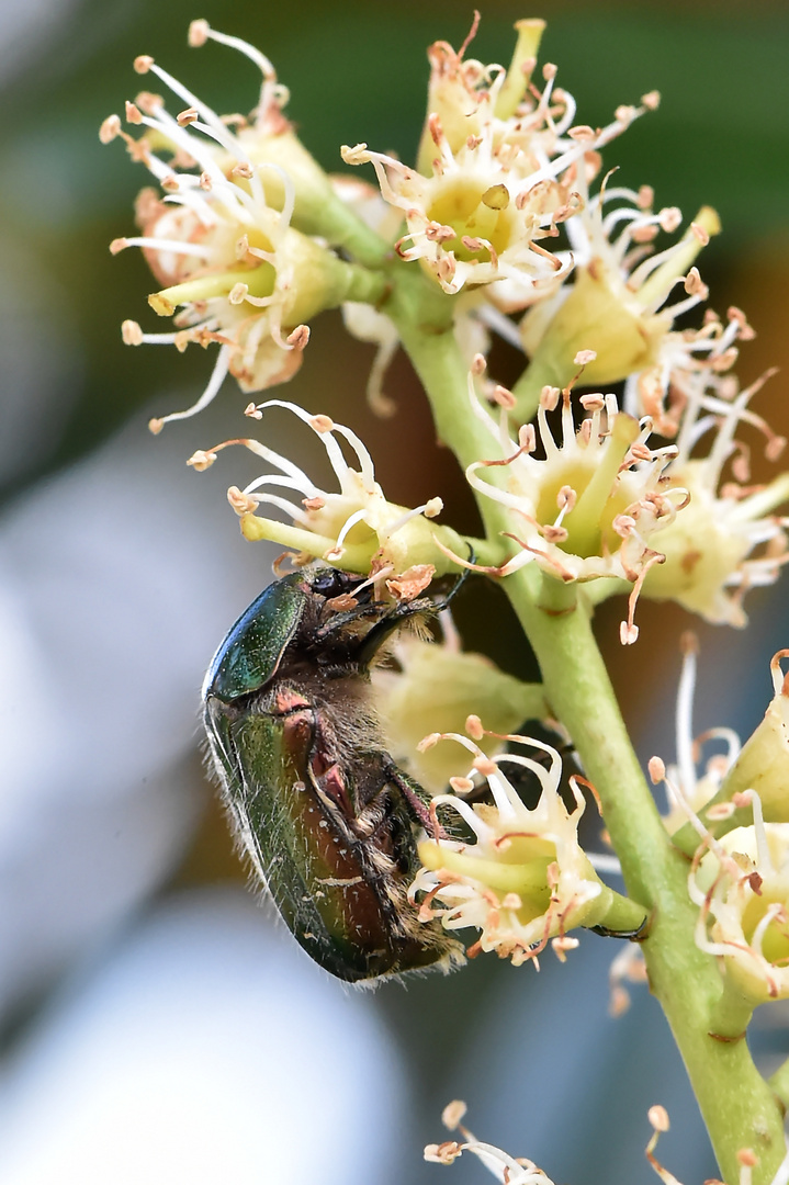 Zwischen den Blüten