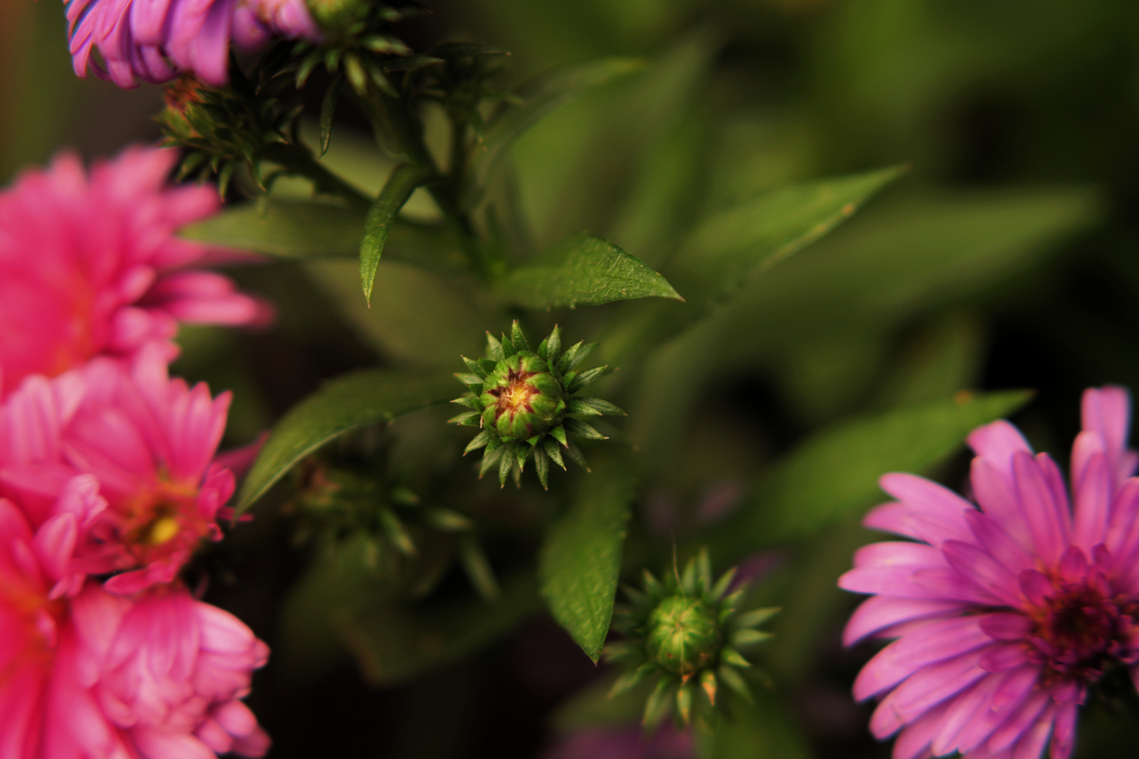 zwischen den Blüten