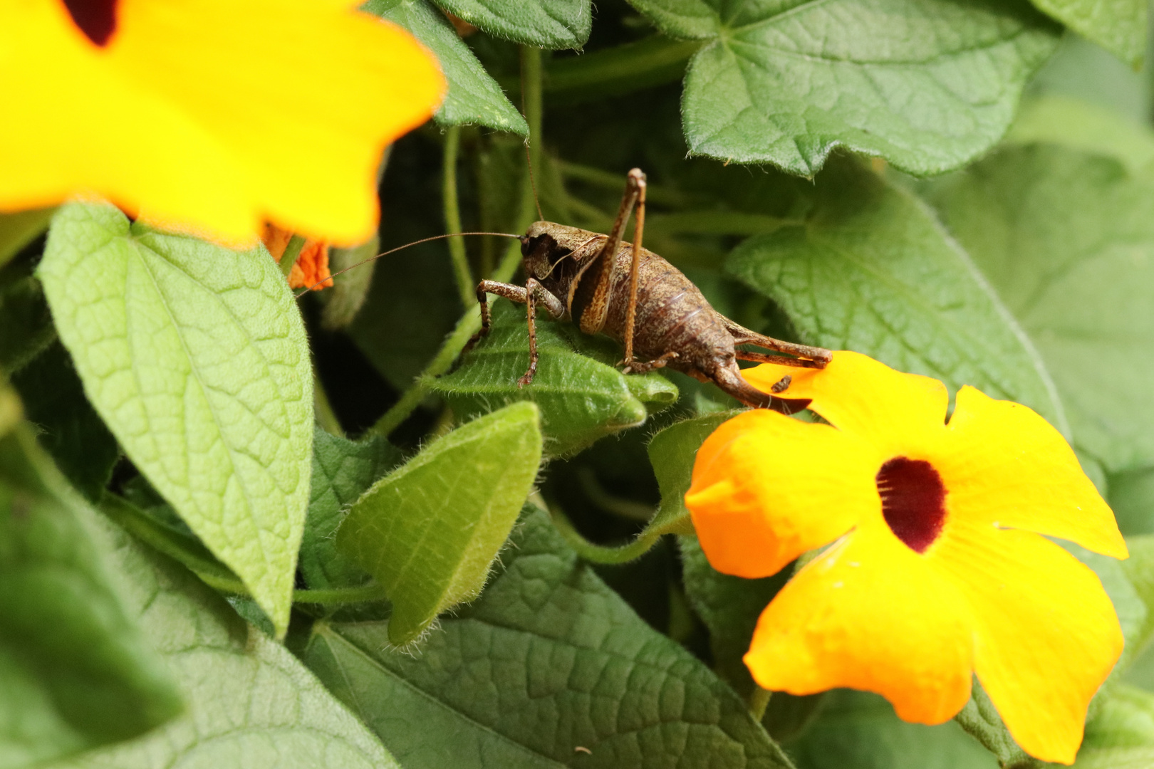 Zwischen den Blüten