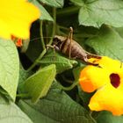 Zwischen den Blüten