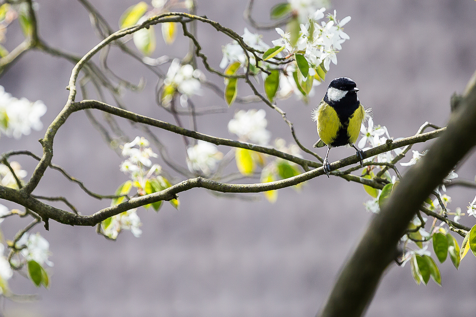 Zwischen den Blüten