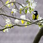 Zwischen den Blüten