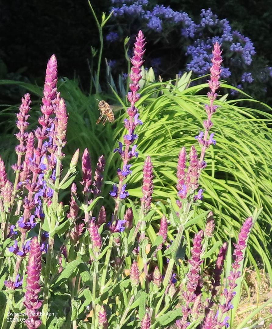 Zwischen den Blüten