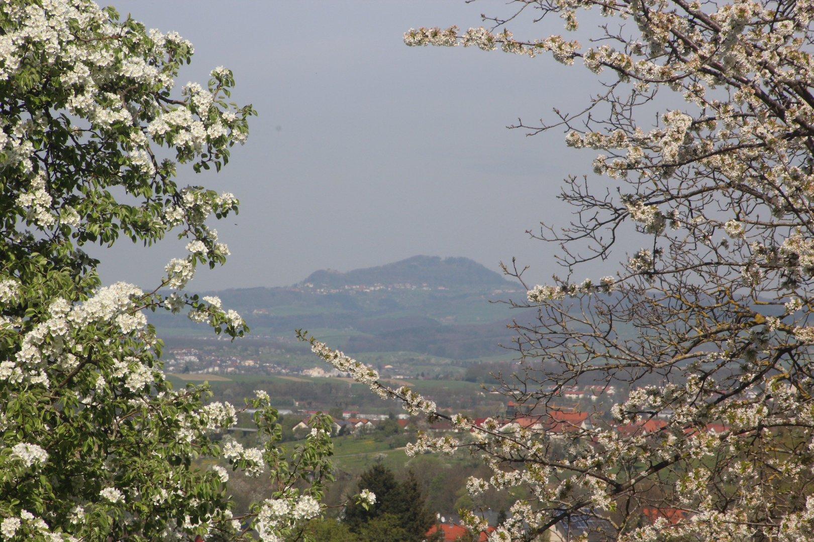 zwischen den Blüten ....der Rechberg