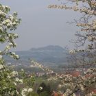 zwischen den Blüten ....der Rechberg