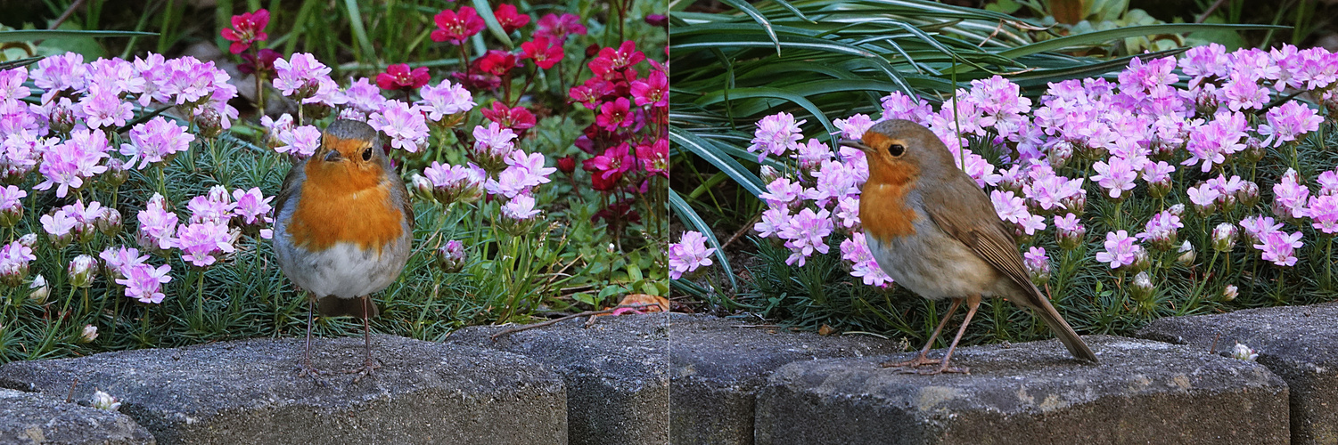 zwischen den Blüten fühlt es sich wohl