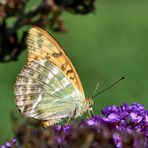 Zwischen den Blüten hindurch