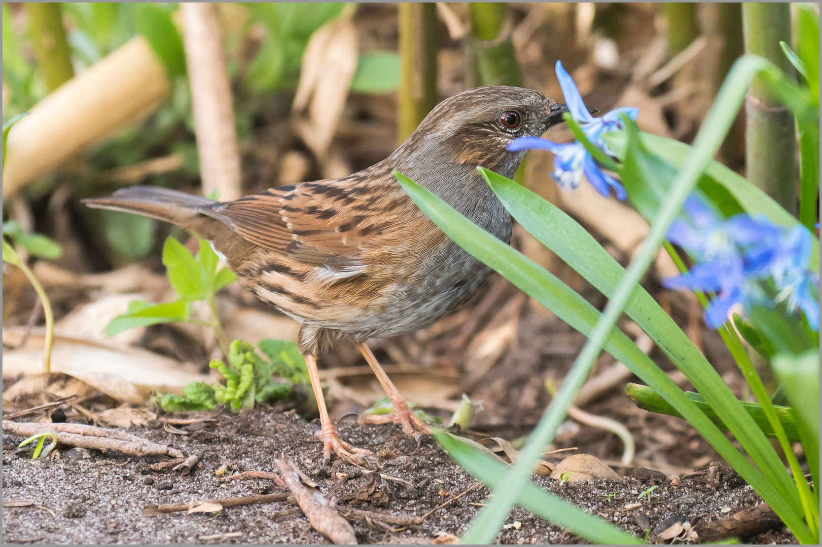 zwischen den Blüten und dem Bambusstrauch