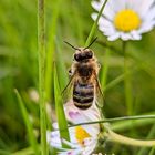 zwischen den Blumen