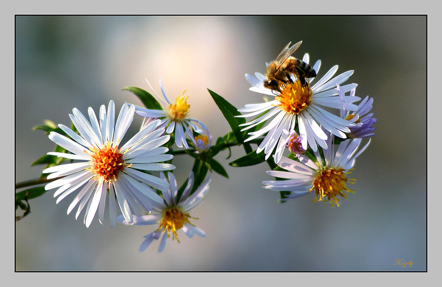 Zwischen den Blumen