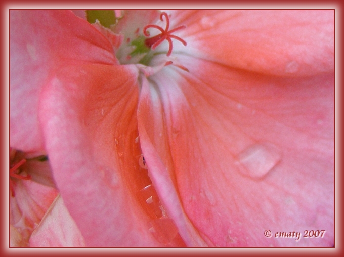 Zwischen den Blumenblättern