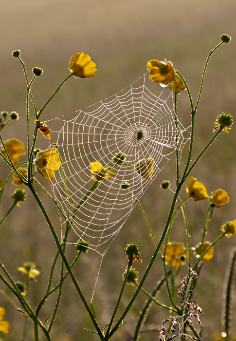 zwischen den Butterblumen