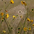 zwischen den Butterblumen