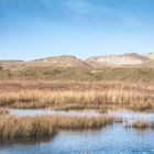 Zwischen den Dünen 2/3