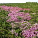 Zwischen den Dünen