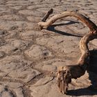 Zwischen den Dünen - Death Valley National Park