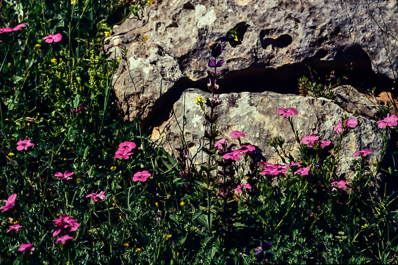 Zwischen den Felsen.   .120_3722