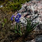 Zwischen den Felsen          DSC_2452