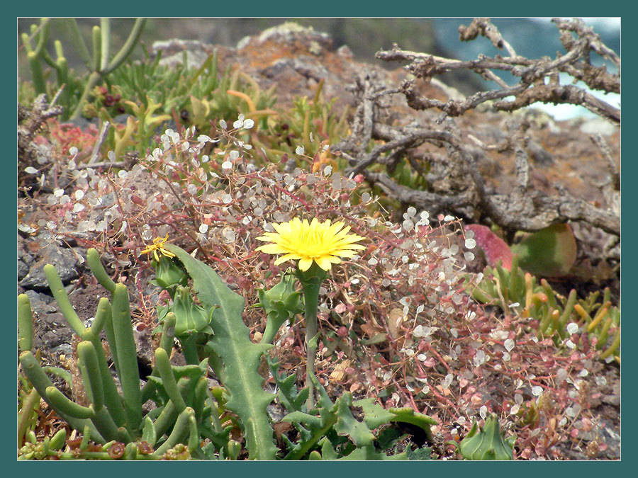 Zwischen den Felsen