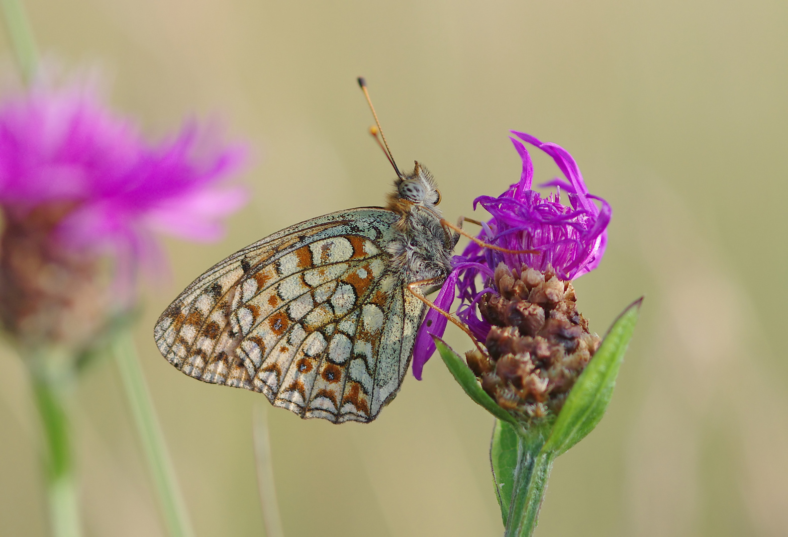 Zwischen den Flockenblumen - Mittlerer Perlmuttfalter