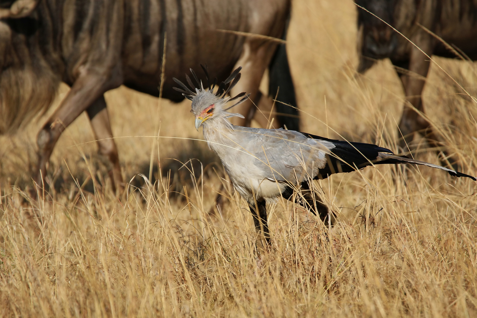 .....zwischen den Gnus....