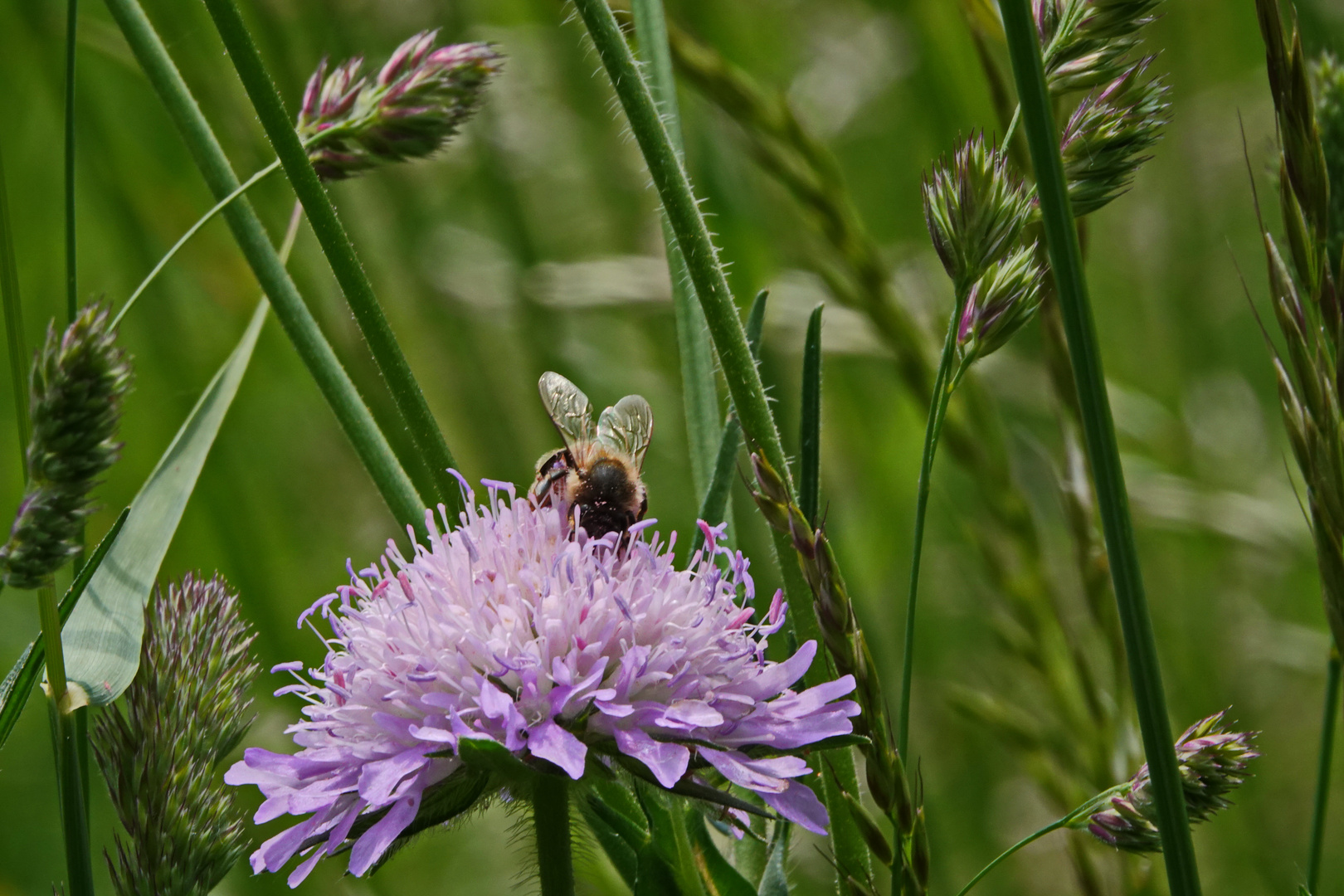 zwischen den Gräsern Biene und Blüte