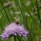 zwischen den Gräsern Biene und Blüte