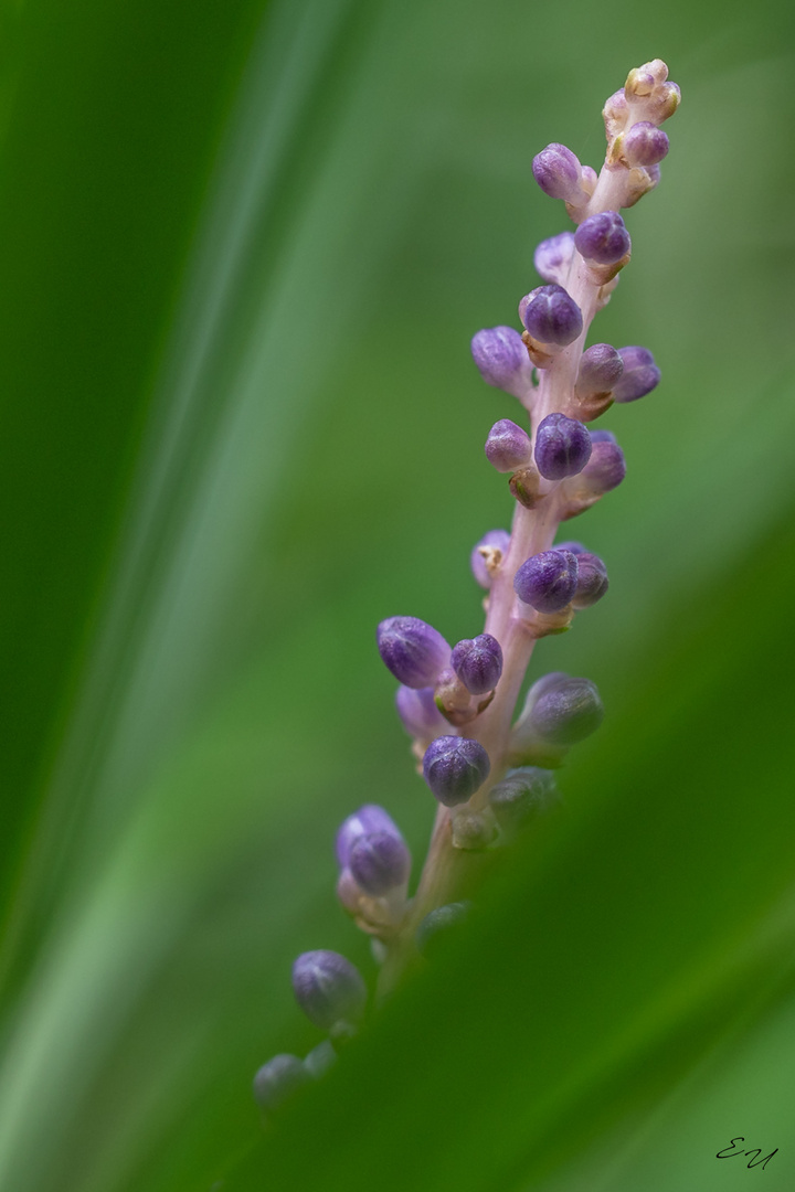 zwischen den gräsern....lilientraube