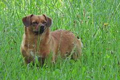 Zwischen den Grashalmen: Die Nase von Asta