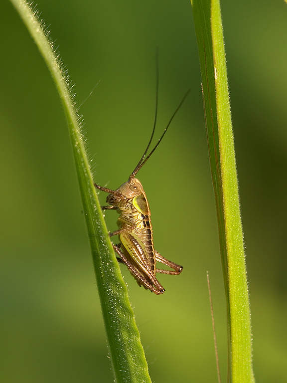 Zwischen den Halmen