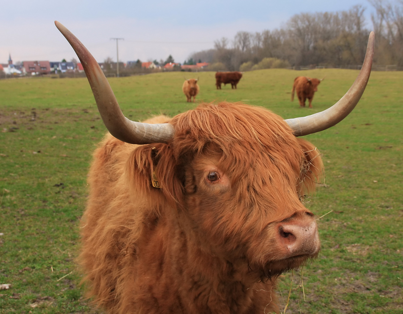 zwischen den Hörnern