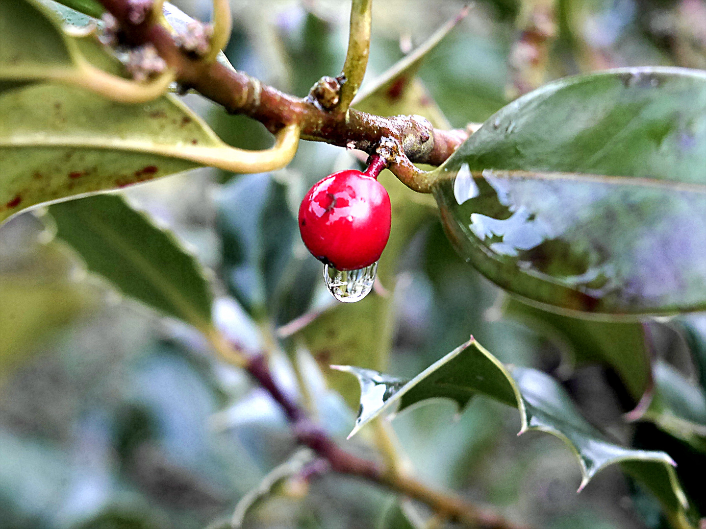 Zwischen den Jahren - Ilex Aquifolium