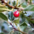 Zwischen den Jahren - Ilex Aquifolium