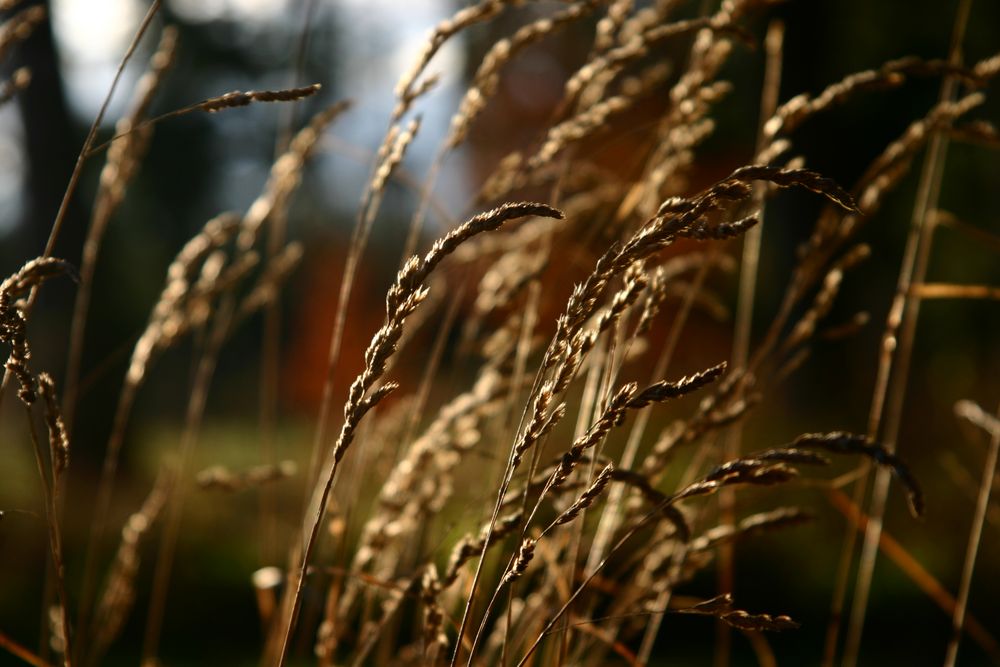 Zwischen den letzten Sonnenstrahlen