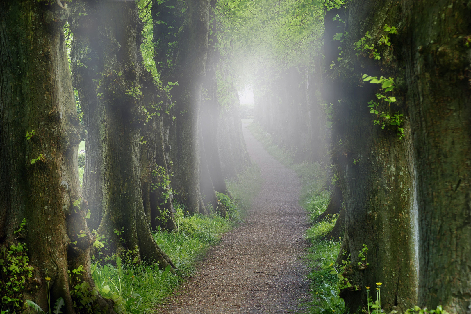 Zwischen den Linden 