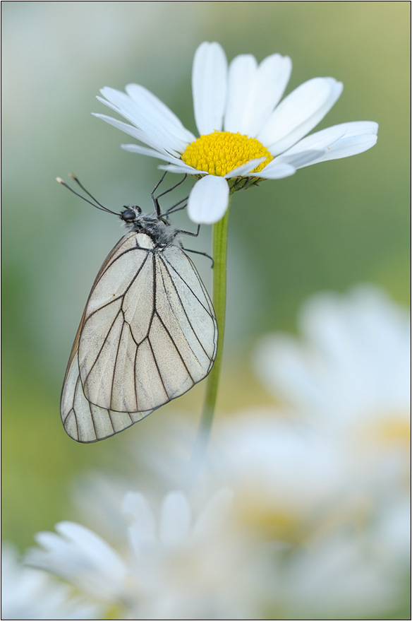 Zwischen den Margeriten