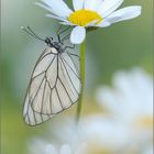 Zwischen den Margeriten